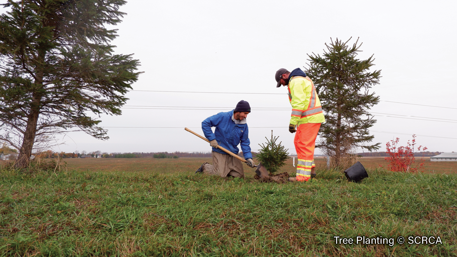 Tree-Planting-6