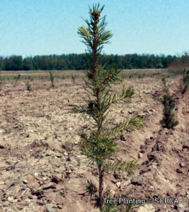 Tree-Planting-8.2