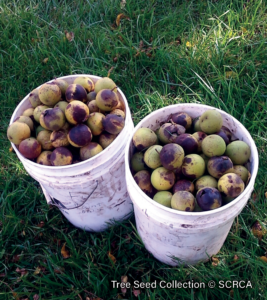 Tree-Seed-Collection-4.2
