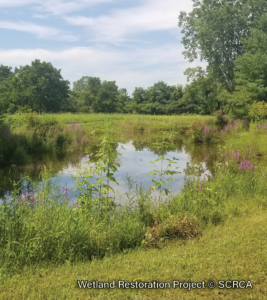 Wetland-Restoration-2.2