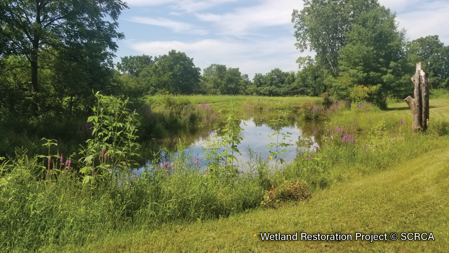 Wetland-Restoration-2