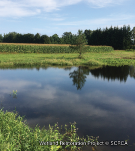 Wetland-Restoration-3.2