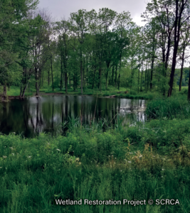 Wetland-Restoration-4.2