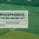 Phosphorus: The Balancing Act